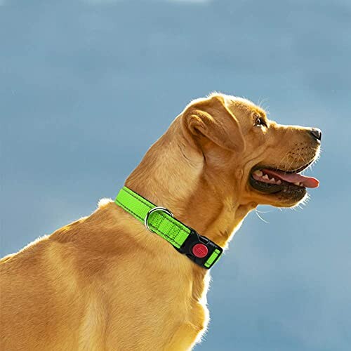 Yellow dog wearing a bright green collar against a blue background.